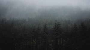 Preview wallpaper forest, fog, trees, spruce, darkness