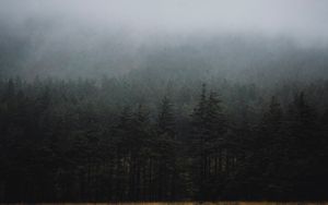 Preview wallpaper forest, fog, trees, spruce, darkness