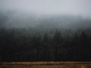 Preview wallpaper forest, fog, trees, spruce, darkness