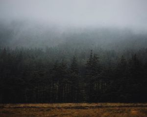 Preview wallpaper forest, fog, trees, spruce, darkness