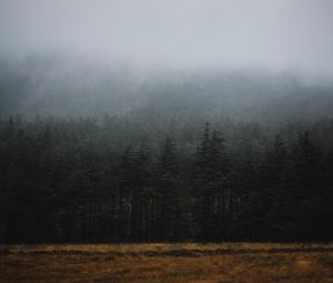 Preview wallpaper forest, fog, trees, spruce, darkness