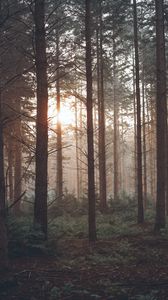 Preview wallpaper forest, fog, trees, pines, sun