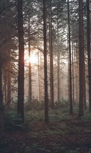 Preview wallpaper forest, fog, trees, pines, sun