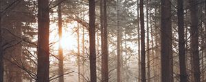 Preview wallpaper forest, fog, trees, pines, sun