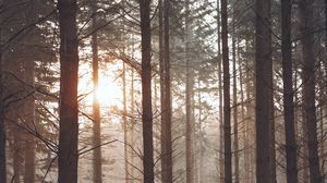 Preview wallpaper forest, fog, trees, pines, sun