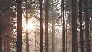 Preview wallpaper forest, fog, trees, pines, sun