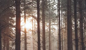 Preview wallpaper forest, fog, trees, pines, sun