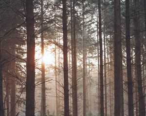 Preview wallpaper forest, fog, trees, pines, sun