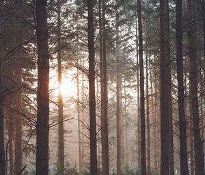 Preview wallpaper forest, fog, trees, pines, sun