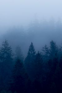 Preview wallpaper forest, fog, trees, dusk