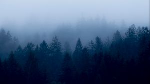 Preview wallpaper forest, fog, trees, dusk