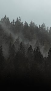 Preview wallpaper forest, fog, trees, pines, cloud