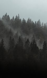 Preview wallpaper forest, fog, trees, pines, cloud