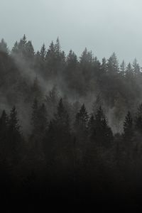 Preview wallpaper forest, fog, trees, pines, cloud