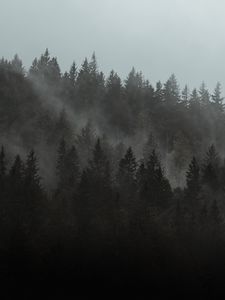 Preview wallpaper forest, fog, trees, pines, cloud