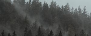 Preview wallpaper forest, fog, trees, pines, cloud