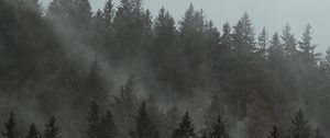 Preview wallpaper forest, fog, trees, pines, cloud