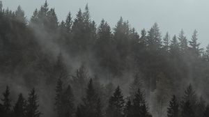 Preview wallpaper forest, fog, trees, pines, cloud