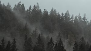 Preview wallpaper forest, fog, trees, pines, cloud