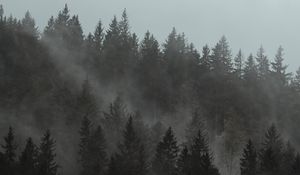 Preview wallpaper forest, fog, trees, pines, cloud