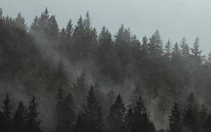 Preview wallpaper forest, fog, trees, pines, cloud