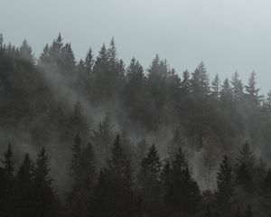 Preview wallpaper forest, fog, trees, pines, cloud