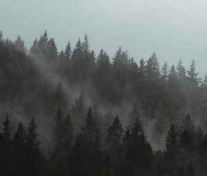 Preview wallpaper forest, fog, trees, pines, cloud