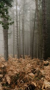 Preview wallpaper forest, fog, trees, fern, autumn