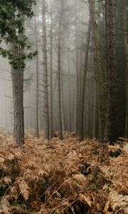 Preview wallpaper forest, fog, trees, fern, autumn