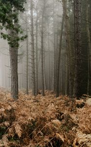 Preview wallpaper forest, fog, trees, fern, autumn