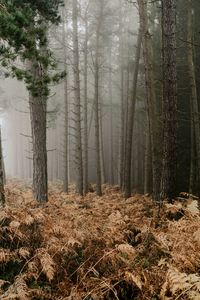 Preview wallpaper forest, fog, trees, fern, autumn