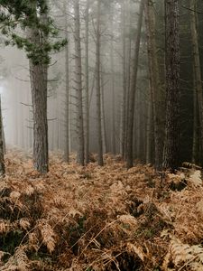 Preview wallpaper forest, fog, trees, fern, autumn