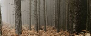 Preview wallpaper forest, fog, trees, fern, autumn