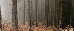 Preview wallpaper forest, fog, trees, fern, autumn