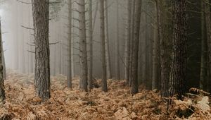 Preview wallpaper forest, fog, trees, fern, autumn