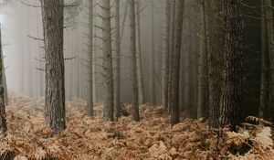 Preview wallpaper forest, fog, trees, fern, autumn