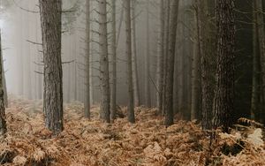 Preview wallpaper forest, fog, trees, fern, autumn