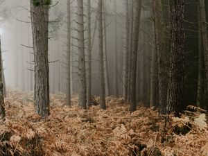 Preview wallpaper forest, fog, trees, fern, autumn