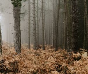 Preview wallpaper forest, fog, trees, fern, autumn