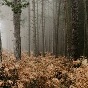 Preview wallpaper forest, fog, trees, fern, autumn