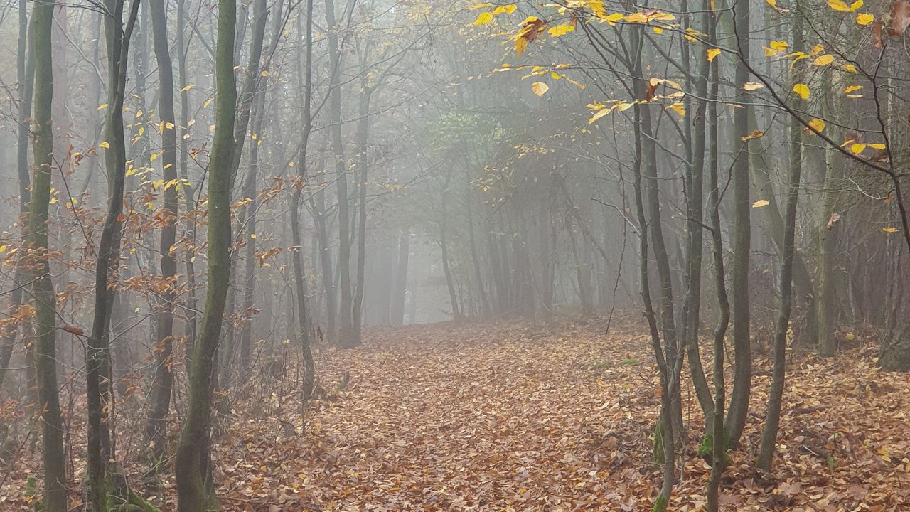 Wallpaper forest, fog, trees, autumn