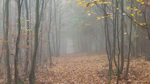 Preview wallpaper forest, fog, trees, autumn