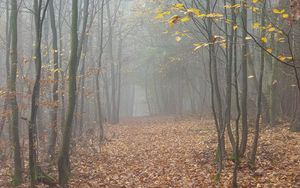 Preview wallpaper forest, fog, trees, autumn