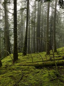 Preview wallpaper forest, fog, trees, moss