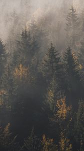 Preview wallpaper forest, fog, trees, pines, aerial view