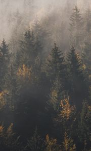 Preview wallpaper forest, fog, trees, pines, aerial view