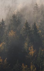 Preview wallpaper forest, fog, trees, pines, aerial view