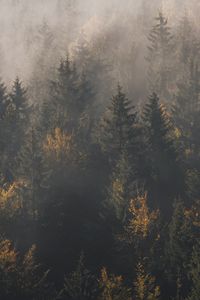 Preview wallpaper forest, fog, trees, pines, aerial view