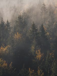 Preview wallpaper forest, fog, trees, pines, aerial view