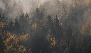 Preview wallpaper forest, fog, trees, pines, aerial view